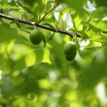 スモモの育て方 植え付けや収穫時期は 鉢植えでも栽培できる Greensnap グリーンスナップ