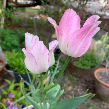 スプレー咲きの画像 by みぃさん | チューリップとピンクの花と可愛い花と チューリップとスプレー咲きと白からピンクへと白い花と球根植物