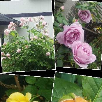 薔薇サマーソングの画像 by メリーさん | 小さな庭と薔薇ピンクアバンダンスと薔薇ゴールドバニーとおうち園芸としのぶれど 薔薇と鉢植えと小さい花壇と花のある暮らしと狭い花壇と地植えと薔薇サマーソング