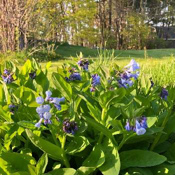 virginia blue bell(バージニアブルーベル)の画像 by sasukemama(Tomoko Henty）さん | 広い庭と花のある暮らしとアメリカ在住とvirginia blue bell(バージニアブルーベル)