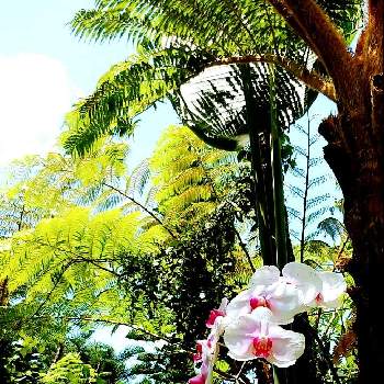 ヘゴの育て方 育てる場所や水やりの頻度は Greensnap グリーンスナップ