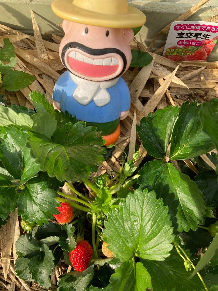 イチゴの投稿画像 By ぎずもさん 21月4月28日 Greensnap グリーンスナップ