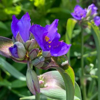 美しい紫の画像 by 典子さん | 小さな庭と紫露草(ムラサキツユクサ)と朝日を浴びて✨と美しい紫