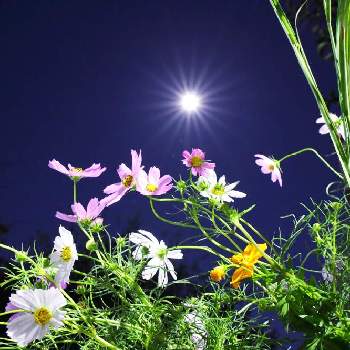 夜空 に 咲く 花