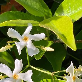 テイカカズラ属の投稿画像一覧 Greensnap グリーンスナップ