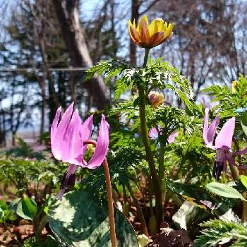 福寿草 フクジュソウ の育て方 肥料や植え替えの時期は 増やし方は Greensnap グリーンスナップ