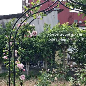カラーオブジュピターの画像 by nyacoさん | nyaco's rose 2021春♡と私のローズガーデンinベランダ♬とバラと宿根草とばら バラ 薔薇と花が咲く笑顔咲く PWフォトコン2021~キュン♡した瞬間部門~とPWとバラのある暮らしとつるバラと2021 GSでバラ園とガーデリンクとバラが好きとnyaco's 2nd garden rose✼¨*と薔薇♪とバラ・ミニバラとロザリアンとカラーオブジュピターとnyacoの第２ガーデンという名の畑とPW育てたとPWアンバサダーと畑をイングリッシュガーデンに❣️とPW苗でイングリッシュガーデン作り