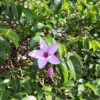 南国の花の投稿画像一覧 Greensnap グリーンスナップ