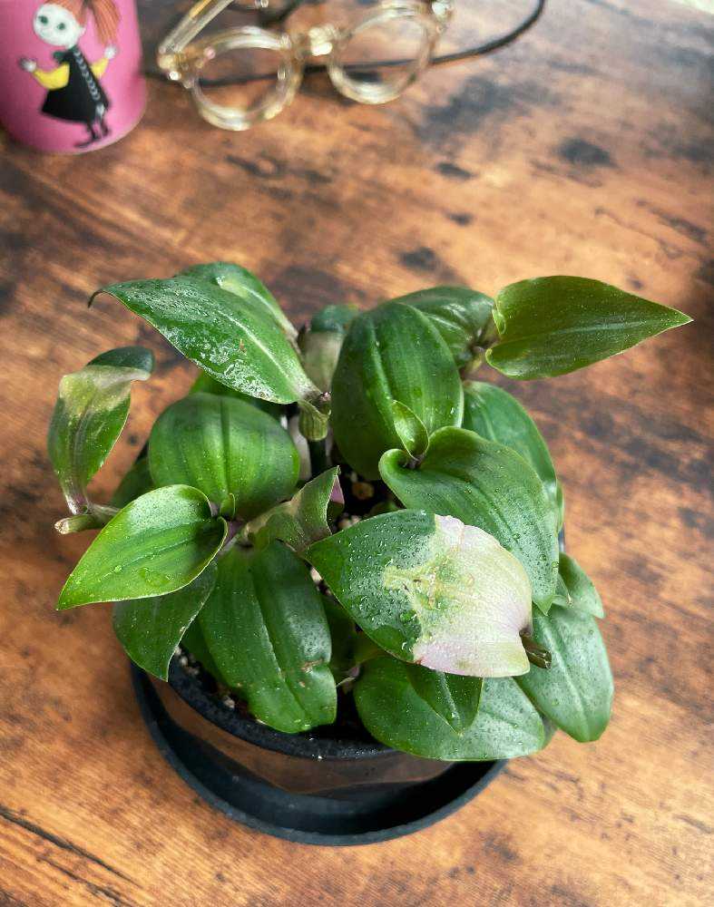 トラディスカンティア胡蝶の舞の投稿画像 By Diagreenさん ピンクの斑入りと観葉植物と窓辺の植物たちとピンク ピンクとピンクとトラディスカンティア 胡蝶の舞とトラディスカンティア とリビング窓辺 21月4月28日 Greensnap グリーンスナップ