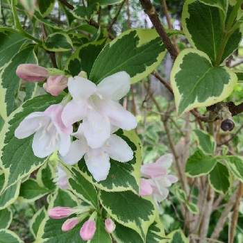 斑入りウツギの花の投稿画像一覧 Greensnap グリーンスナップ