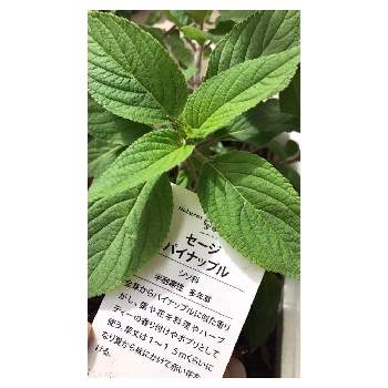 パイナップルセージの投稿画像一覧 Greensnap グリーンスナップ