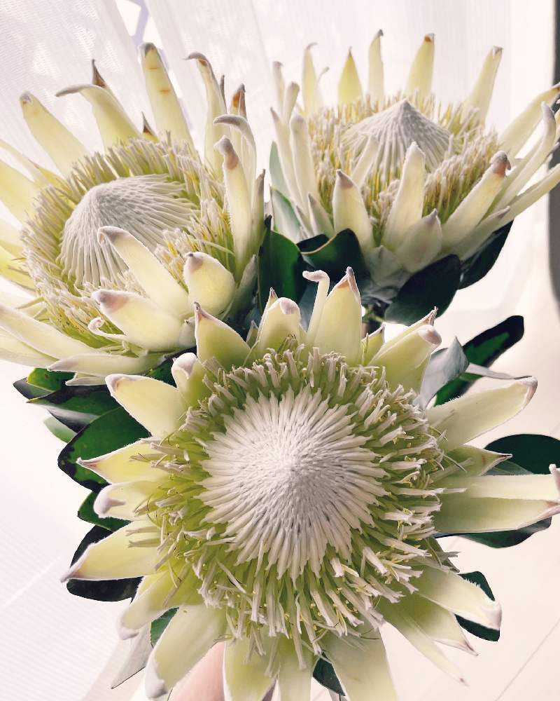 ケース販売送料込 キングプロテア アークティックアイス ドライフラワー ポイント11倍 各種パーツ Ffdsal Com