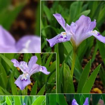 イリス・クリスタータの画像 by クリスさん | イリス・クリスタータと春のお花と薄紫色の花とお気に入り♡とすてき…♡とちいさなちいさな花とキレイ☆と鉢植えといい感じ