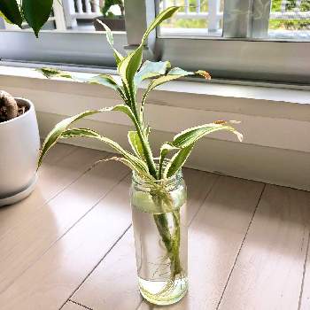 水差し中の投稿画像一覧 Greensnap グリーンスナップ 水差し中の投稿画像一覧 Greensnap グリーンスナップ
