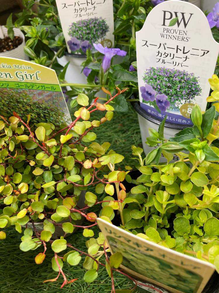スーパートレニアカタリーナ寄せ植えに挑戦中 Greensnap グリーンスナップ