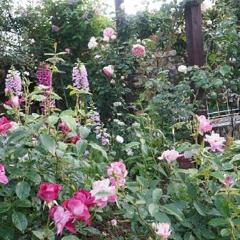 フランソワジュランビルの画像 by ナチュレ＊さん | 広い庭とバーガンディーアイスバーグとピエールドゥロンサールとブリリアントピンクアイスバーグと新雪とフランソワジュランビルと薔薇愛同盟と水曜ローズショーとありがとう❤️とお大事に❤とバラのある暮らしと2021 GSでバラ園とナチュラルスタイルとバラが好きと花のある暮らしと手を繋ごうとナチュラルガーデンと2021nature´s  rose
