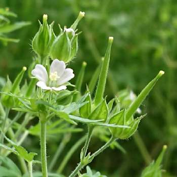 面白い花の形の投稿画像一覧 Greensnap グリーンスナップ