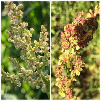 雄花と雌花の投稿画像一覧 Greensnap グリーンスナップ