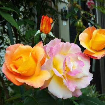 薔薇ストロベリーアイス♪の画像 by ひよたろさん | 花のある暮らしと薔薇ストロベリーアイス♪