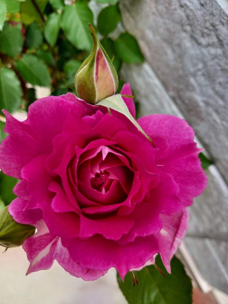 アプローチの画像 by フランさん | アプローチと水曜ローズショーと薔薇が大好きと可愛い薔薇と濃いピンクのお花とガーデニング