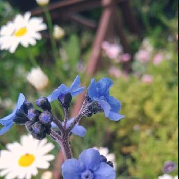 アンチューサ・タッセルブルーの画像 by nutsさん | 小さな庭とアンチューサ・タッセルブルーと花のある暮らしと植中毒