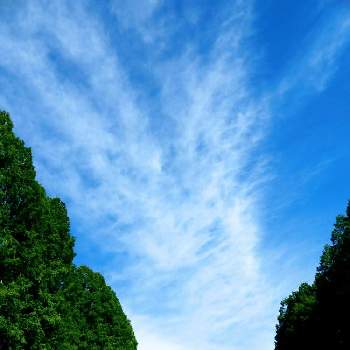 中央広場での画像 by m＆oさん | お出かけ先と公園の樹木とメタセコイアの森をと雲撮りと雲仲間と中央広場でと空撮りと今朝の散歩道と今朝の１枚