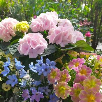 ペチュニア　花ことばの画像 by 愛子さん | 小さな庭とペチュニア　花ことばと紫陽花 コットンキャンディと花のある暮らしと小さな幸せ♡と幸せ気分✨✨✨