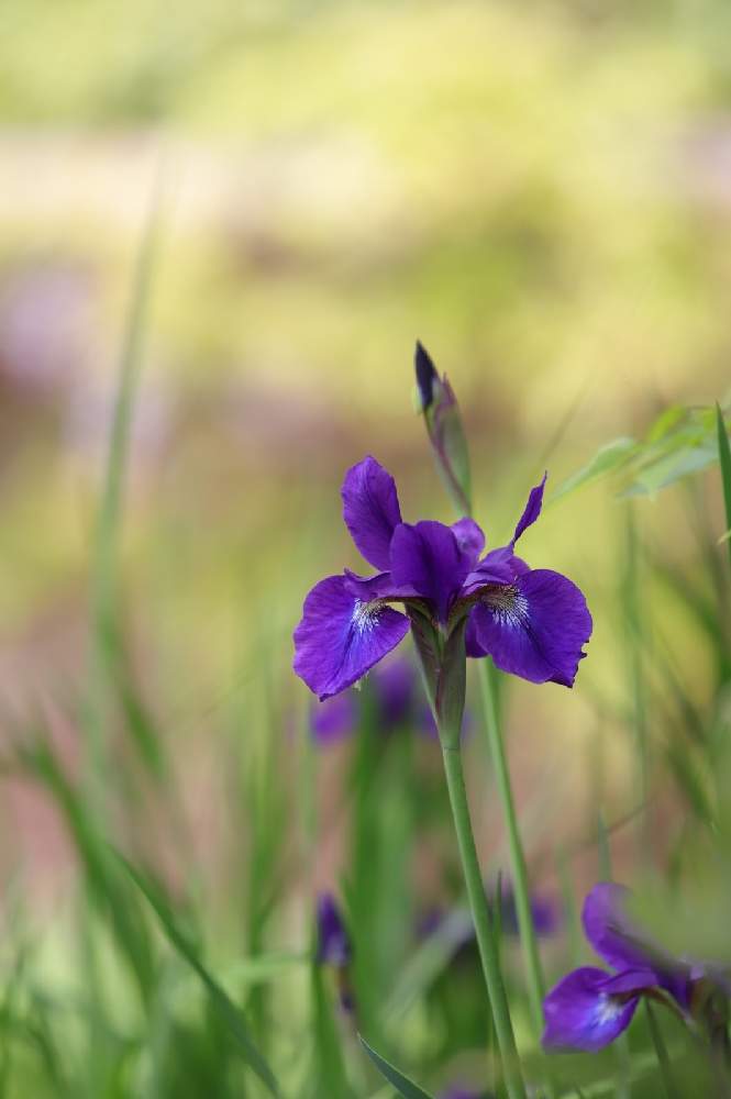 アヤメの投稿画像 By ナルトさん 春のお花とcanonとコロナに負けるな と大阪府立 花の文化園とお写んぽとあやめの花と文目 綾目 21月4月28日 Greensnap グリーンスナップ