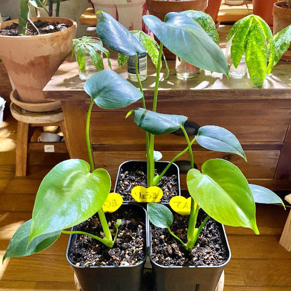 モンステラ デリシオーサ 種から育てるの巻｜🍀GreenSnap（グリーン