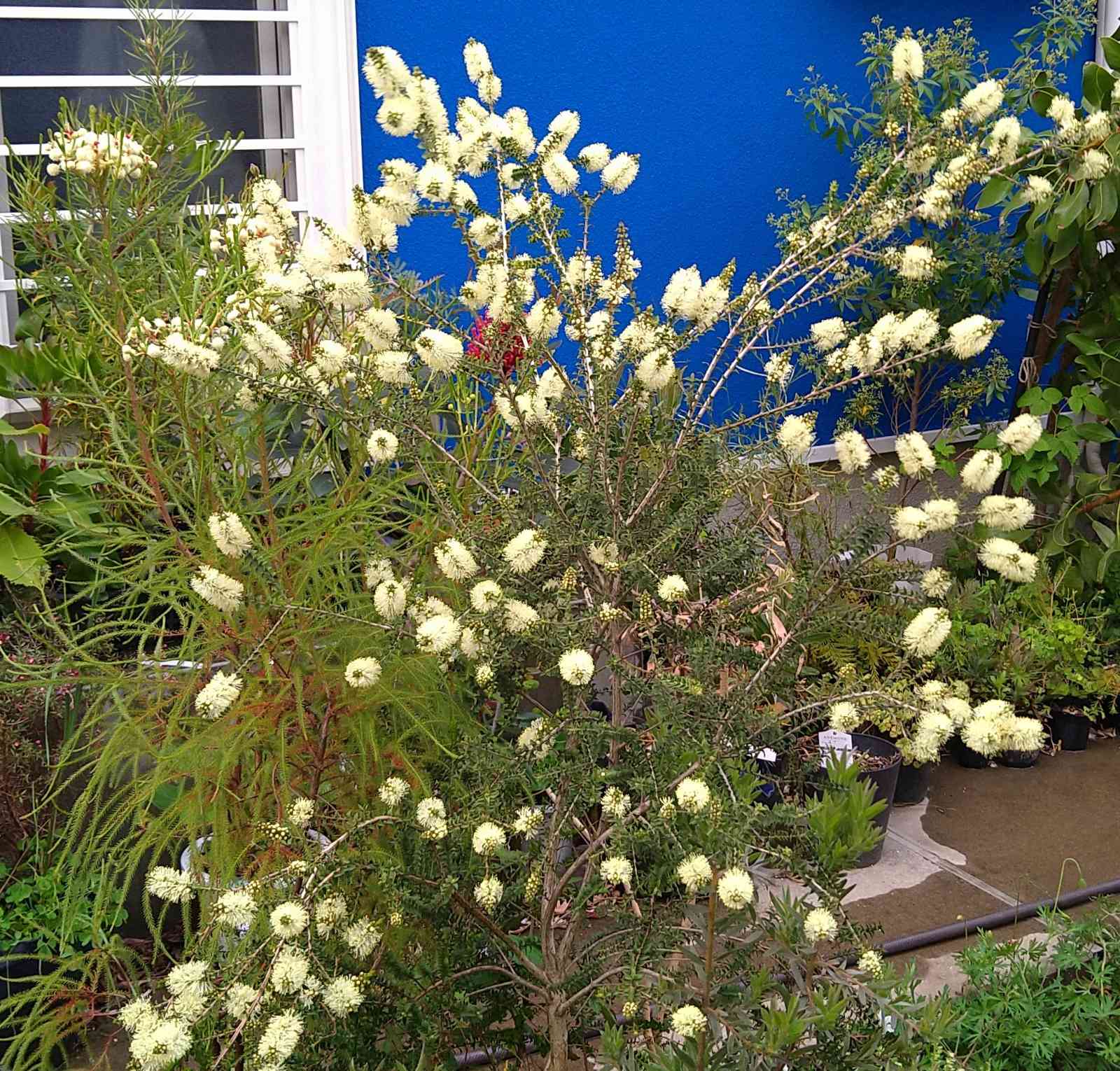 クリーム色の花のメラレウカ センテッドペーパーバーグ 657 樹高1.7m位 極上。。メラレウカ「センテッドペーパーバーク」 クリーム色の花の