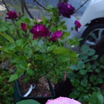 バラ ミステリューズの画像 by M4さん | 小さな庭とバラ ミステリューズとバラ みやびと庭の片隅と家の前と挿し木とおうち園芸と可愛いと花びらと花のある暮らし
