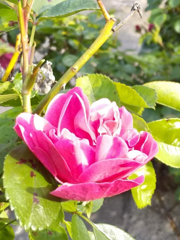 広い庭の画像 by 春の薔薇さん | 広い庭と庭うえの花❣️とお花❣大好き❣️と薔薇の微笑み