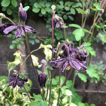 オダマキ ブラックバローの画像 by 花好きロボットさん | 小さな庭とオダマキ ブラックバローと黒い花と無加工とむらさきと西洋オダマキ✨と無農薬とオダマキ♪