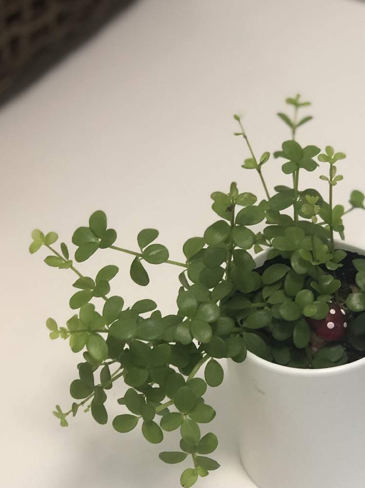 ペペロミアイザベラの投稿画像 By ロンさん 観葉植物と緑の葉っぱと綺麗とペペロミア と可愛いと小さい花と新芽と小さい葉っぱ 21月4月28日 Greensnap グリーンスナップ