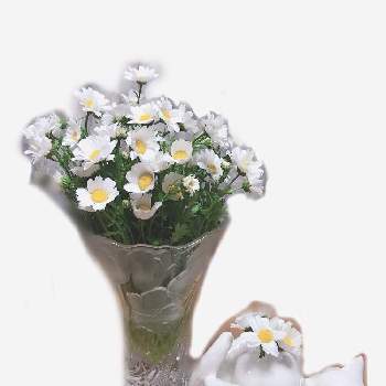 カンシロギクの画像 by さくらさん | 小さな庭とノースポールとカンシロギクと切り花と可愛いノースポールとお気に入りのフラワーベースと花が咲く笑顔咲く PWフォトコン2021~キュン♡した瞬間部門~
