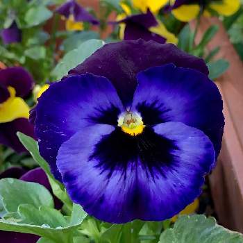 青いパンジーの投稿画像一覧 Greensnap グリーンスナップ