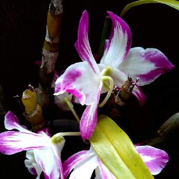 蘭の仲間の投稿画像一覧 Greensnap グリーンスナップ 蘭の仲間の投稿画像一覧 Greensnap グリーンスナップ