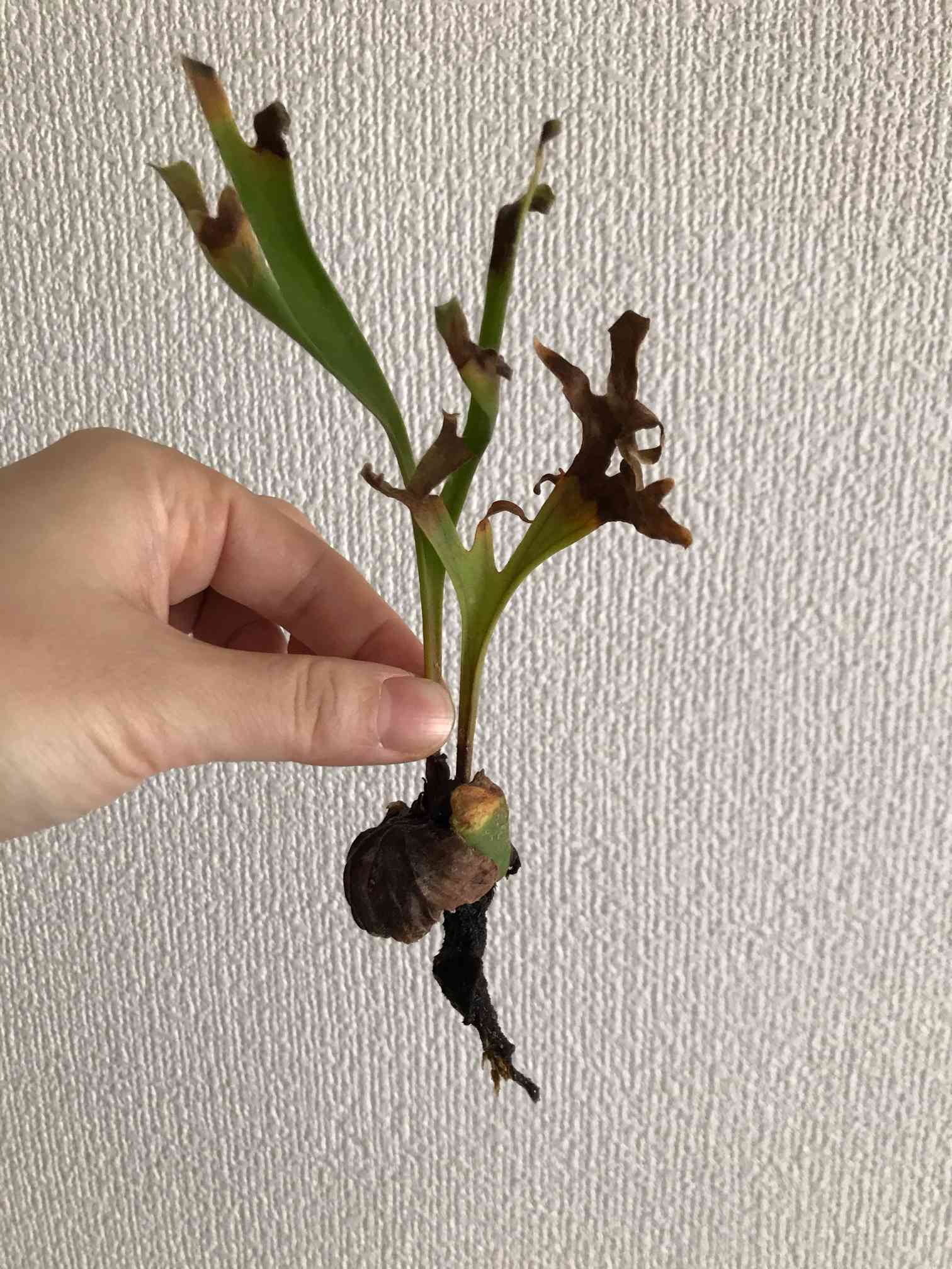 ビカクシダ リドレイ を復活させたい‼︎ → 復活の兆し✨ →停滞中