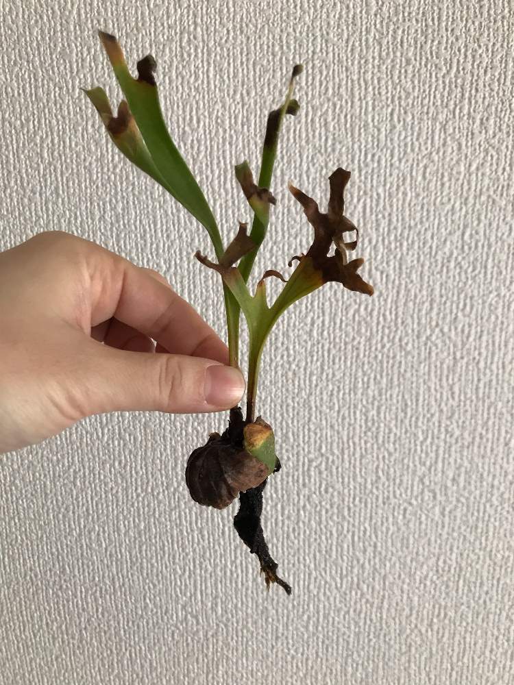 観葉植物 ｒｉｄｌｅｙｉ ｐａｋａｒａｎｇ ビカクシダ リドレイ