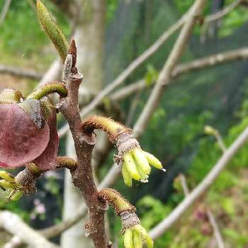 果物の木の投稿画像一覧 Greensnap グリーンスナップ