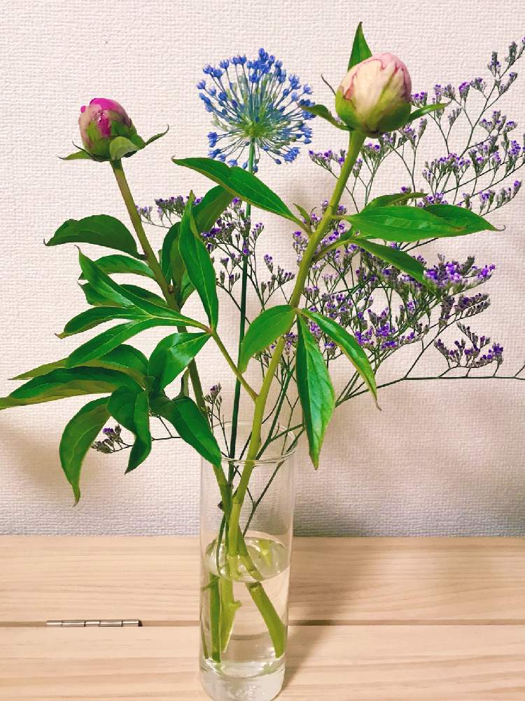 シャクヤクの投稿画像 By すもちさん ブルーファンタジーとアリウムと切り花とハナノヒとツムハナ 21月4月28日 Greensnap グリーンスナップ