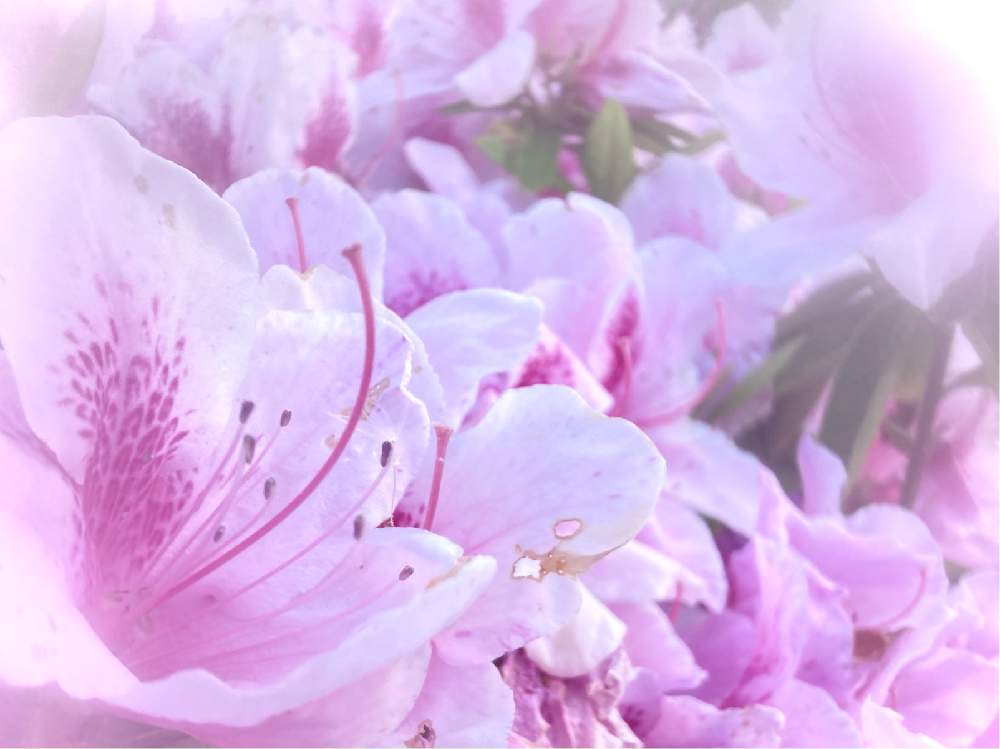 昭和の日の投稿画像 By ヒーちゃんさん 誕生花と花言葉と ツツジと今日はなんの日としろいはな 21月4月29日 Greensnap グリーンスナップ