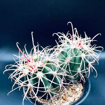 サボテン白鳥丸の投稿画像一覧 Greensnap グリーンスナップ