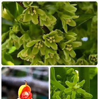 ツルウメモドキの投稿画像一覧 Greensnap グリーンスナップ