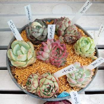 ドリームローズの投稿画像一覧 Greensnap グリーンスナップ