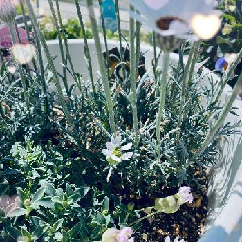 シレネユニフローラ ジュエルの投稿画像一覧 Greensnap グリーンスナップ