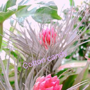 ハワイの植物の投稿画像一覧 Greensnap グリーンスナップ