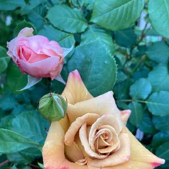 KIZUNAの画像 by MIさん | 小さな庭とバラとバラ ハニーディジョンとKIZUNAとキズナとバラ 鉢植えと薔薇愛同盟とチャリティーローズ KIZUNAとGSでバラ園とHow many いい顔