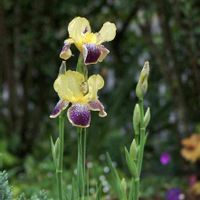 ジャーマンアイリス,花のある暮らし,伊豆の庭,✨アイリス,小さな庭の画像