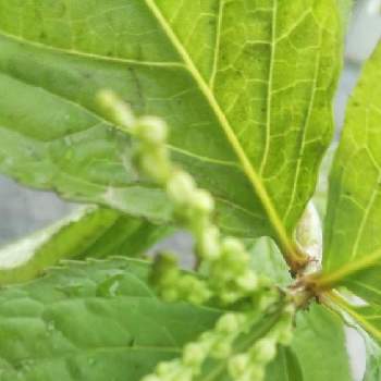 一人静の投稿画像一覧 Greensnap グリーンスナップ